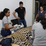 Onças-pintadas: Miranda se restabelece com cura das patas, enquanto Antã segue em cuidados especiais