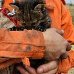 Imasul recebe filhotes de gato palheiro, mais dois animais resgatados do fogo