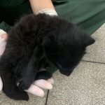 Imasul recebe filhotes de gato palheiro, mais dois animais resgatados do fogo
