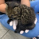 Imasul recebe filhotes de gato palheiro, mais dois animais resgatados do fogo
