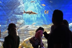 Bioparque Pantanal celebra a marca de 1 milhão de visitantes sendo referência no turismo da Capital