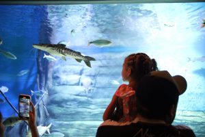 Bioparque Pantanal celebra a marca de 1 milhão de visitantes sendo referência no turismo da Capital