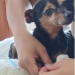 Encontrado: Ajude o cachorrinho Chico, que pode estar ferido, a voltar para casa