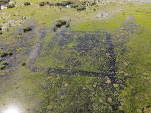 Com influência direta do fogo, resiliência do Pantanal é marcada por ciclos de cheia, seca e vegetação adaptada