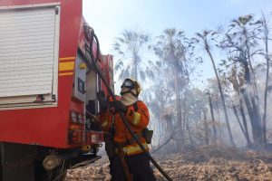 Com influência direta do fogo, resiliência do Pantanal é marcada por ciclos de cheia, seca e vegetação adaptada