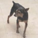 Encontrado: Ajude o cachorrinho Chico, que pode estar ferido, a voltar para casa