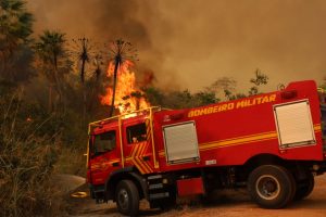 Com influência direta do fogo, resiliência do Pantanal é marcada por ciclos de cheia, seca e vegetação adaptada