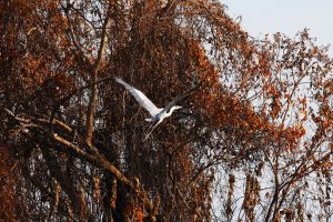 Com influência direta do fogo, resiliência do Pantanal é marcada por ciclos de cheia, seca e vegetação adaptada