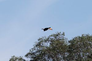 Com influência direta do fogo, resiliência do Pantanal é marcada por ciclos de cheia, seca e vegetação adaptada