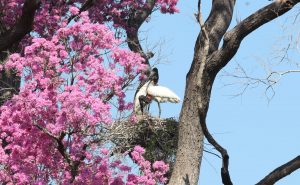 Com influência direta do fogo, resiliência do Pantanal é marcada por ciclos de cheia, seca e vegetação adaptada