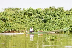 Com influência direta do fogo, resiliência do Pantanal é marcada por ciclos de cheia, seca e vegetação adaptada