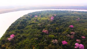 Com influência direta do fogo, resiliência do Pantanal é marcada por ciclos de cheia, seca e vegetação adaptada
