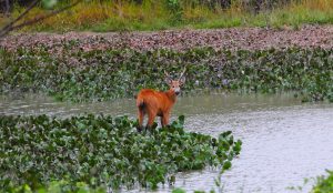 Com influência direta do fogo, resiliência do Pantanal é marcada por ciclos de cheia, seca e vegetação adaptada