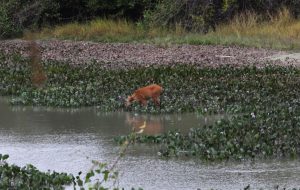 Com influência direta do fogo, resiliência do Pantanal é marcada por ciclos de cheia, seca e vegetação adaptada
