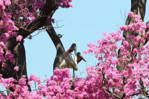 Com influência direta do fogo, resiliência do Pantanal é marcada por ciclos de cheia, seca e vegetação adaptada