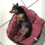 Encontrado: Ajude o cachorrinho Chico, que pode estar ferido, a voltar para casa