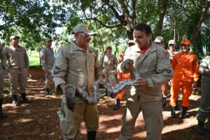 Na luta contra o fogo toda vida importa e Bombeiros aprimoram técnicas para resgate de animais silvestres