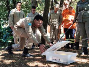 Na luta contra o fogo toda vida importa e Bombeiros aprimoram técnicas para resgate de animais silvestres