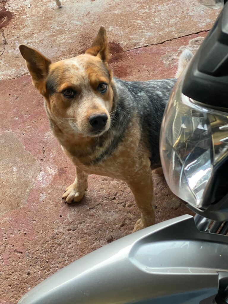 Procura-se dono de cachorro em Amambai Procura-se dono de cachorro em Amambai