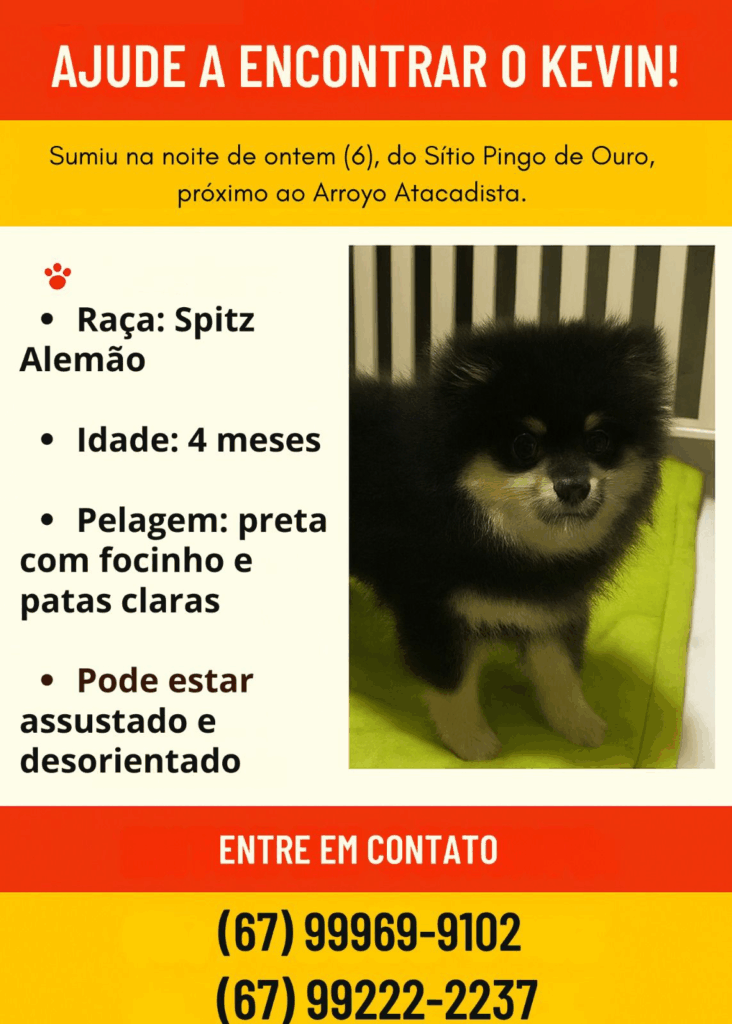 Procura-se cachorro desaparecido na região do Arroyo Atacadista, em Amambai Procura-se cachorro desaparecido na região do Arroyo Atacadista, em Amambai