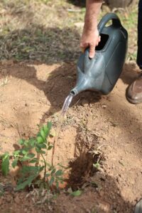 Plantio de árvores marca início da ação de compensação de carbono do Festival de Inverno 2025