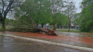 Temporal em Amambai causa estragos, deixa cidades sem energia e mobiliza Defesa Civil e voluntários