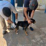 Dia D de Vacinação Antirrábica em Amambai é um sucesso com mais de 6 mil doses aplicadas