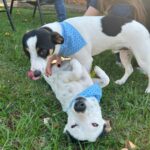 Companhia que aquece o coração: cães Frei e Fabiano encantam os moradores do Lar do Idoso em Amambai