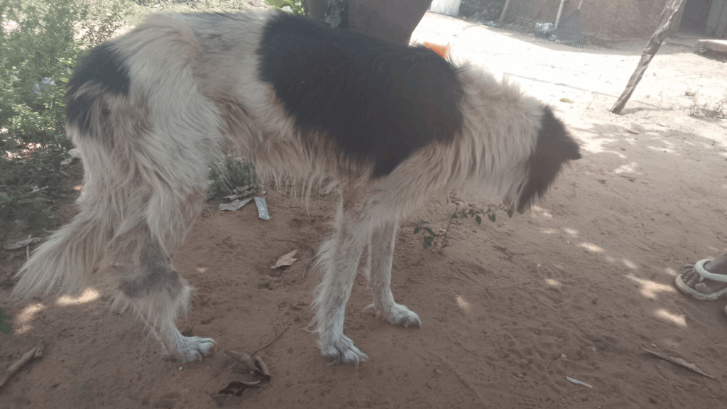 Procura-se cão da raça Border Collie em Amambai Procura-se cão da raça Border Collie em Amambai