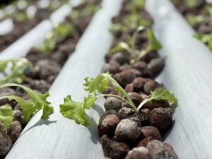 Do ar para a terra: escola estadual de MS transforma água de ar-condicionado em alfaces sustentáveis Do ar para a terra: escola estadual de MS transforma água de ar-condicionado em alfaces sustentáveis