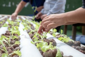 Do ar para a terra: escola estadual de MS transforma água de ar-condicionado em alfaces sustentáveis Do ar para a terra: escola estadual de MS transforma água de ar-condicionado em alfaces sustentáveis