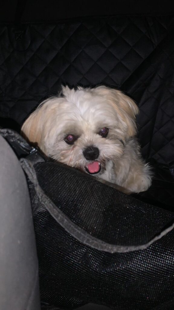 Procura-se donos de cachorrinha encontrada em Amambai