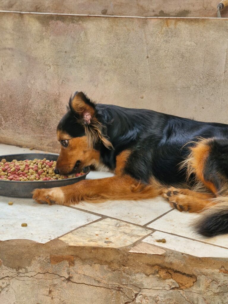 Ajude a Maia a voltar para casa