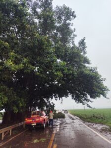 Corpo de Bombeiros desobstrui rodovia após queda de galhos na MS-386, em Amambai