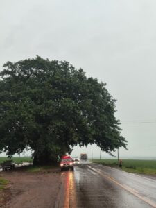 Corpo de Bombeiros desobstrui rodovia após queda de galhos na MS-386, em Amambai