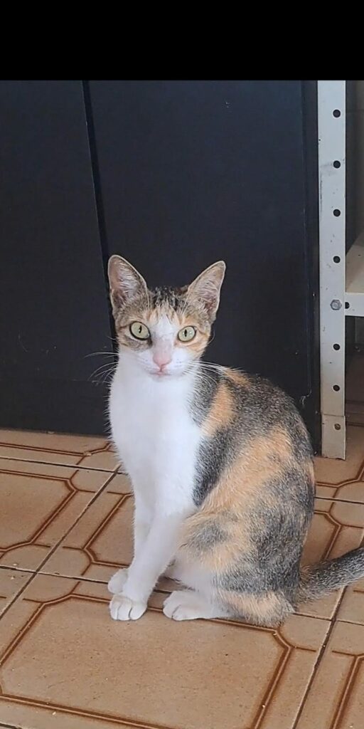 Pipoca, a caçula que virou estrela Pipoca, a caçula que virou estrela