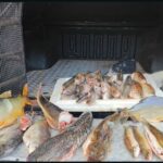 1º BPMA  emite balanço das ações desenvolvidas durante a Operação Piracema 2025