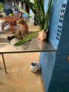 Ajude a gata Maria Sol a voltar para casa