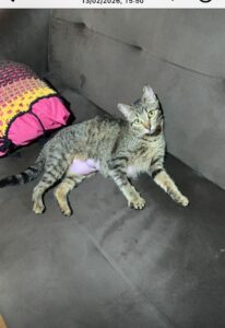 Ajude a gata Maria Sol a voltar para casa