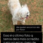 Ajude a cachorrinha Maya a voltar para casa em Amambai
