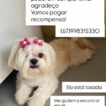 Ajude a cachorrinha Maya a voltar para casa em Amambai
