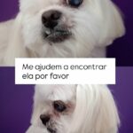 Ajude a cachorrinha Maya a voltar para casa em Amambai