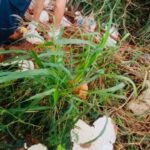 Aumento de casos de dengue e chikungunya acende alerta em Amambai