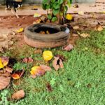 Aumento de casos de dengue e chikungunya acende alerta em Amambai