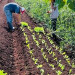 Alunos da Escola Municipal Mitã Rory participam de visita educativa em horta Alunos da Escola Municipal Mitã Rory participam de visita educativa em horta