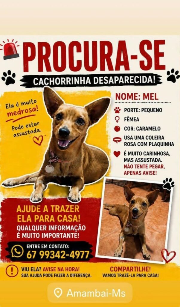 Ajude a cachorrinha Mel a voltar para casa em Amambai Ajude a cachorrinha Mel a voltar para casa em Amambai