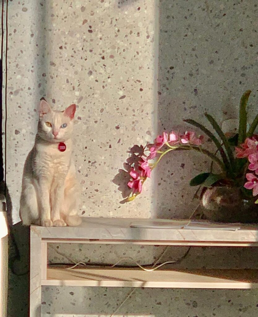 Ajude a gata Catarina a voltar para casa em Amambai