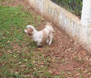 Família procura por cachorrinha idosa desaparecida em Amambai Família procura por cachorrinha idosa desaparecida em Amambai