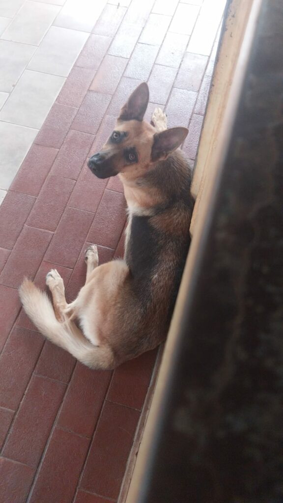 Família procura por cachorra desaparecida na Vila Cassiano Marcelo, em Amambai Família procura por cachorra desaparecida na Vila Cassiano Marcelo, em Amambai