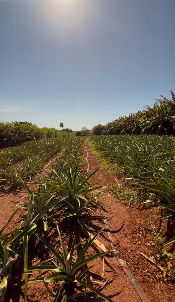 Produção diversificada fortalece a economia local, gera renda e amplia o abastecimento regional em Amambai Produção diversificada fortalece a economia local, gera renda e amplia o abastecimento regional em Amambai